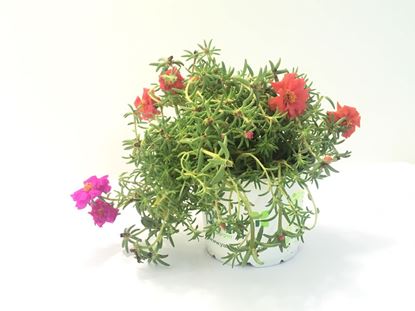 תמונה של פורטולקה