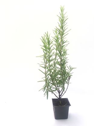 תמונה של רוזמרין זקוף