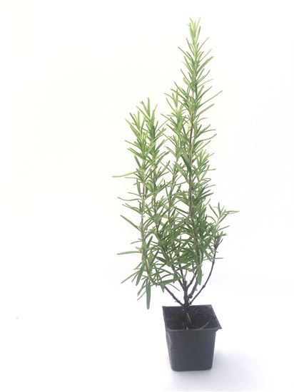 תמונה של רוזמרין זקוף