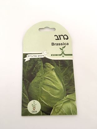 תמונה של כרוב