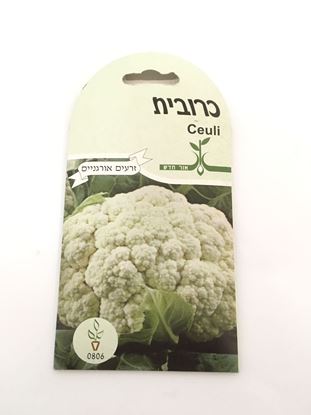 תמונה של כרובית