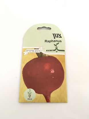 תמונה של צנון