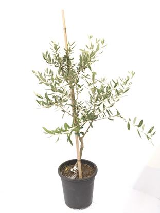 תמונה של עץ זית