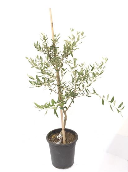 תמונה של עץ זית