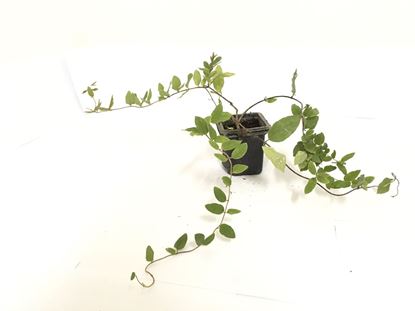 תמונה של יערה יפנית