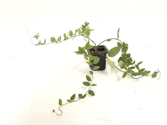 תמונה של יערה יפנית
