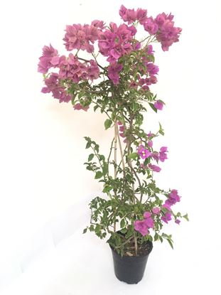 תמונה של בוגנבליה