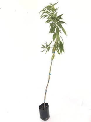 תמונה של עץ שקד