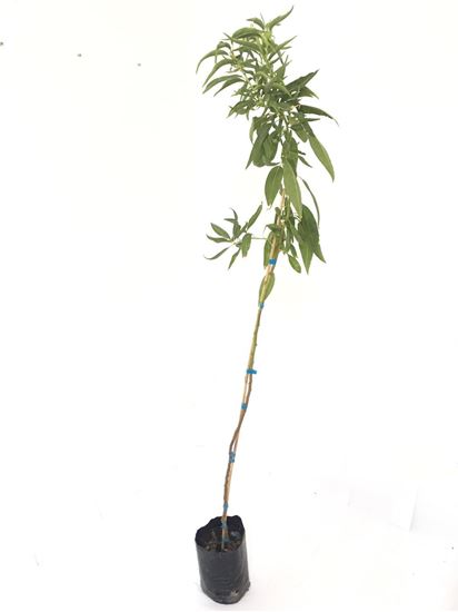 תמונה של עץ שקד