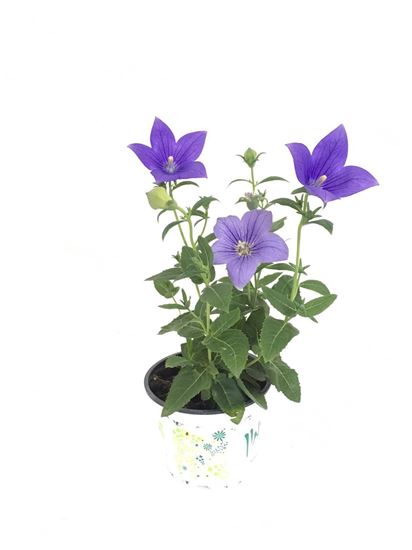 תמונה של פלקוט טיקדן