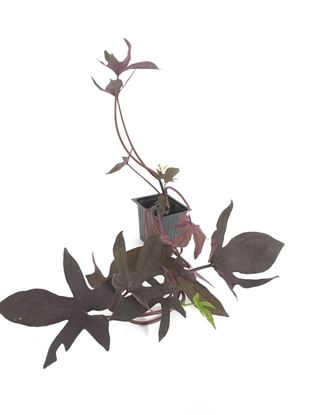 תמונה של לפופית ליפומאה