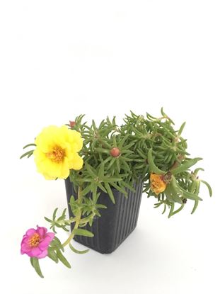 תמונה של פורטולקה