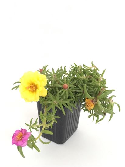 תמונה של פורטולקה