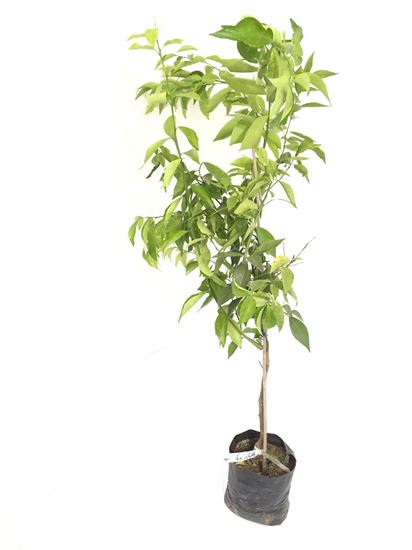תמונה של קלמנטינה זן מיכל