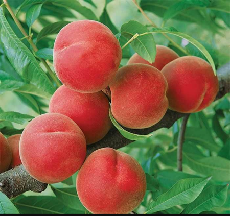 תמונה עבור הקטגוריה עצי הדר ופרי