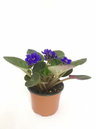 תמונה של סיגלית אפריקאית