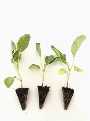 תמונה של כרובית (קנדי, מחיר ליחידה).