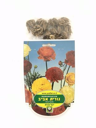 תמונה של נורית אביב