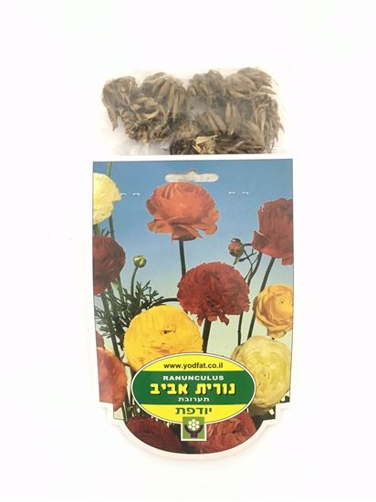 תמונה של נורית אביב