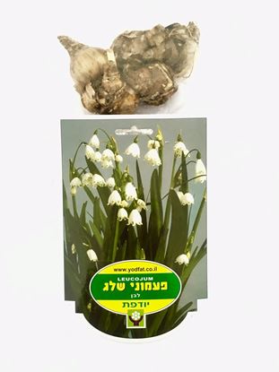 תמונה של פקעות פעמוני שלג