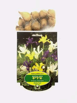 תמונה של פקעות איריס