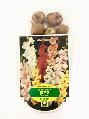 תמונה של פקעות סייפן