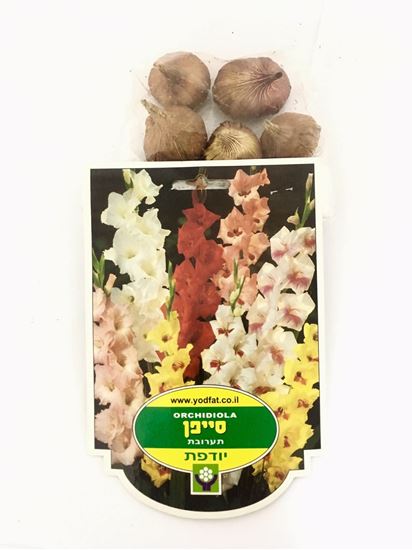 תמונה של פקעות סייפן