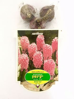 תמונה של פקעות יקינטון