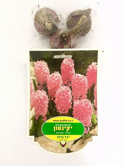 תמונה של פקעות יקינטון