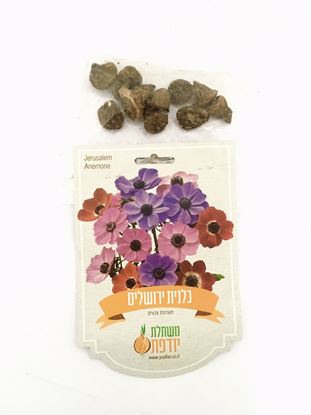 תמונה של כלנית ירושלים