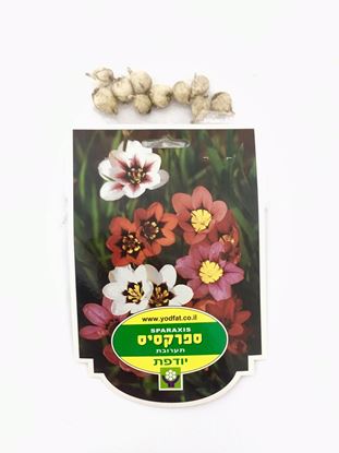תמונה של פקעות ספרקסיס