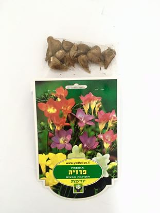 תמונה של פקעות פרזיה