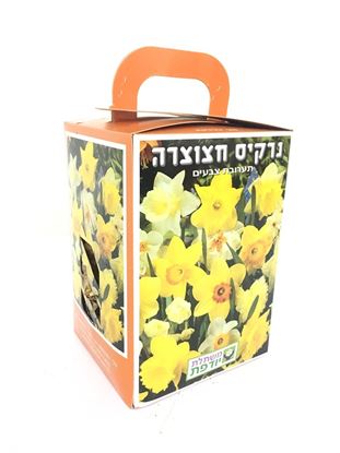 תמונה של פקעות נרקיס חצוצרה
