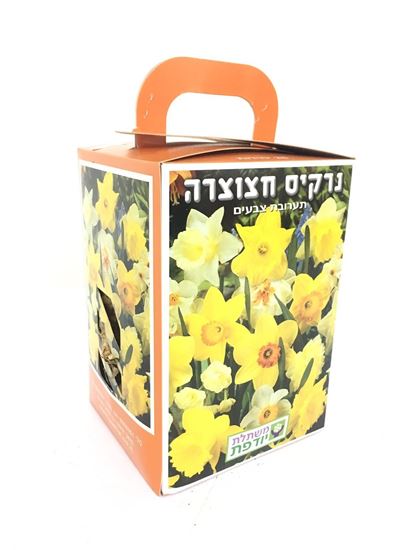 תמונה של פקעות נרקיס חצוצרה
