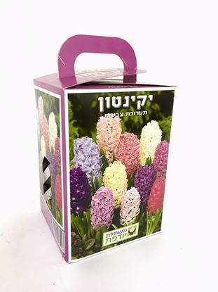 תמונה של מארז פקעות יקינטון