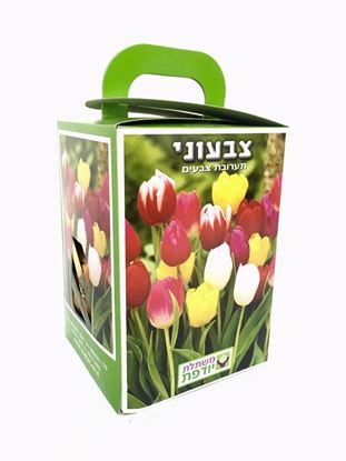 תמונה של פקעות צבעוני במארז