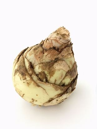 תמונה של פקעת חצב.